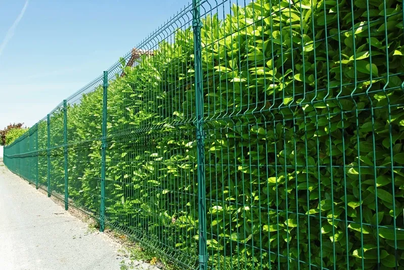 Clôture grillagée verte longeant une haie dense, le long d’un chemin